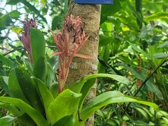 -中国科学院西双版纳热带植物园