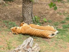 -西霞口神雕山野生动物世界