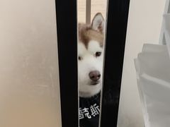 -Husky Go! 哈士奇体验馆·宠物咖啡厅狗咖