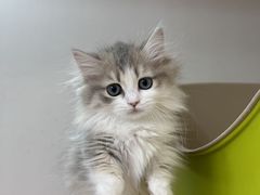 -青奢宠物·青奢猫舍