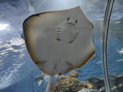 -上海海洋水族馆