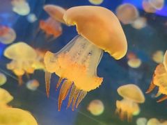 -上海海昌海洋公园