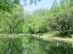 -上海共青森林公园