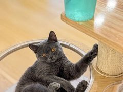 -有喵·猫咖·狗咖·30几只猫10只小狗(岗厦店)