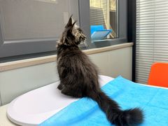 -伟伟宠物医院·CT影像中心·瑞派犬猫综合性门诊(汉口总院)