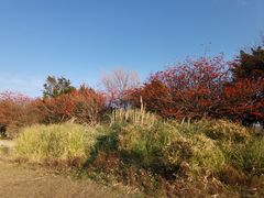 -西昌邛海湿地