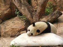 -广州长隆国际大马戏