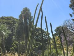 -墨尔本皇家植物园