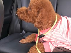 -爱侣宠医·鹦鹉专科·小型哺乳类·异宠专科(灵石路店)