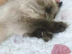 -猫小院猫主题咖啡厅(北锣店)