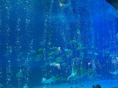 -烟台海昌鲸鲨海洋公园