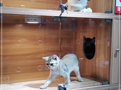 -喵百万·布偶·蓝金金渐层英短·猫舍(百子湾店)