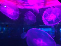 -重庆欢乐海底世界