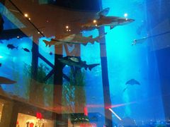 -迪拜水族馆及水下动物园