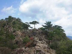 -天目山大树王景区
