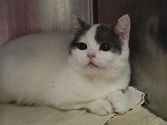 -伟伟宠物医院·瑞派猫友好医院·猫科(光谷店)