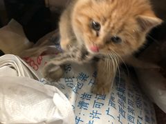 -胡家庙水果批发市场