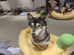 -逗柴咖啡屋·狗咖猫咖宠物桌游