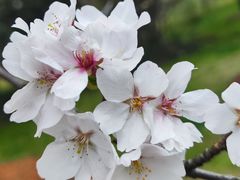 -顾村公园