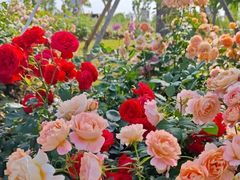 -呀路古热带植物园