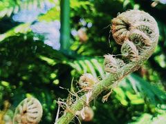 -东莞植物园
