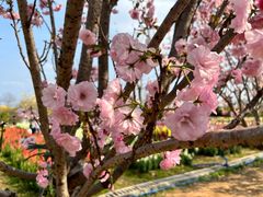 -天适樱花悠乐园