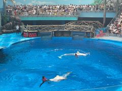 -海合安成都极地海洋公园