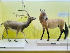 -国家自然博物馆