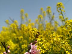 -南汇桃花村