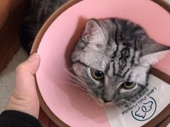 -乐派堂宠物医院·猫友好· 心脏科(东街店)