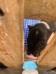 -萌宠亲子动物乐园(槐房万达店)