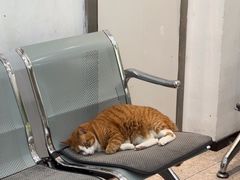-四月宠物医院·猫专科·心脏专科·内科(转塘店)