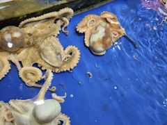 -三亚火车头万人海鲜广场