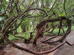 -中国科学院西双版纳热带植物园