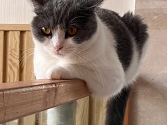 -Catmate·猫肥家润(金润铂宫店)