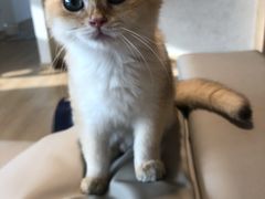 -猫腻·猫咖·撸猫馆(星光大道店)