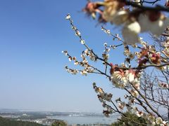 -香雪海