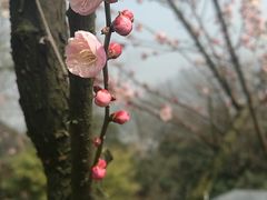 -香雪海