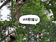 -中国大熊猫保护研究中心雅安碧峰峡基地