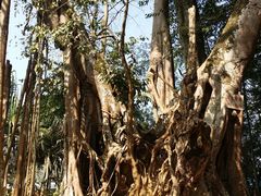 -瑞丽独树成林风景区