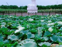 -荷塘月色湿地公园·向阳花洲