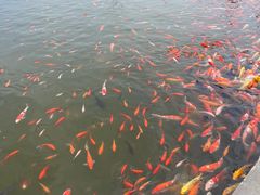 -白洋淀景区