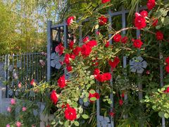 -杭州观成实验学校