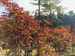 -广州市帽峰山景区