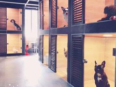 -宠物之家Pets Home 宠物寄养酒店