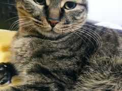 -佳怡动物医院·平价24小时·猫专科骨外科