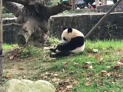 -都江堰中华大熊猫苑