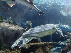 -上海海洋水族馆