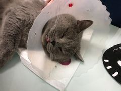 -宠福鑫康馨动物医院·骨科·眼科