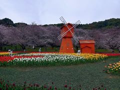 -苏州上方山国家森林公园